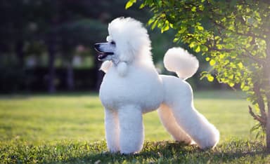 Why the Word “Poodle” Was Banned from Use on the Floor of the Knesset