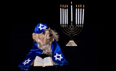 Of Dogs and Jews (and Lena Dunham Too)