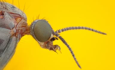 Which Creatures Made Up the Fourth Plague?